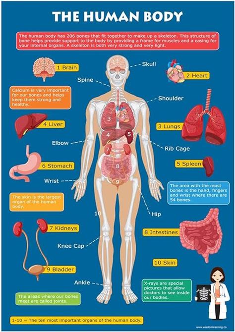 Kids Learn The Human Body Skeleton And Organs Educational Toddlers Childs