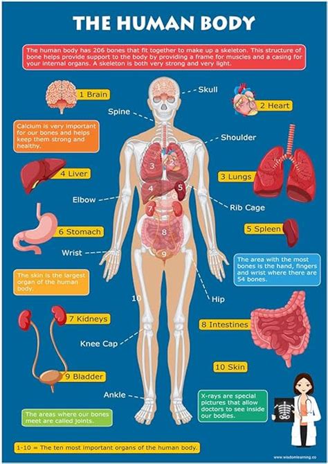 Human Anatomy Chart Male Human Anatomy Chart Anatomical Charts Images