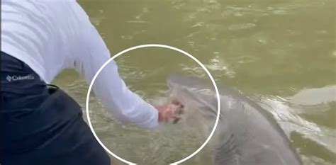 Dramatic Moment A Shark Bites And Pulls A Fisherman From A Boat The