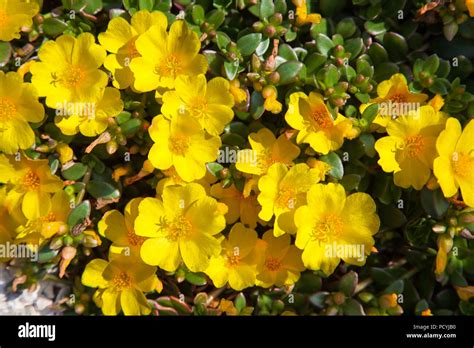 Bright Yellow Flowers Of Common Purslane Portulaca Oleracea Succulent