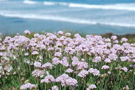 20 Best Plants For A Coastal Garden Plants Bulbs Seeds