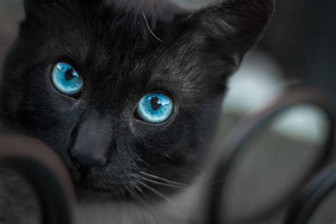 Beautiful Cats With Blue Eyes That Are Truly Captivating Cat With