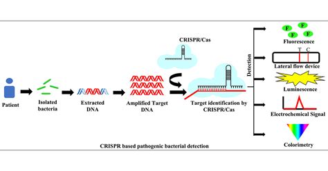 CRISPR Cas Based Biosensor As A New Age Detection Method For Pathogenic