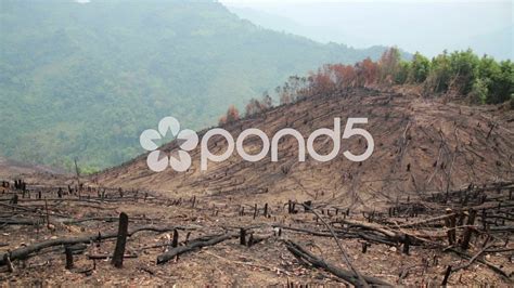 Deforestation After Forest Fire Natural Disaster Stock Footage Ad