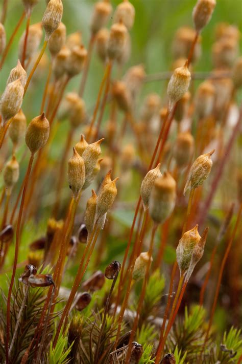 Polytrichum Commune Sporophytes 2 Ohio Moss And Lichen Association