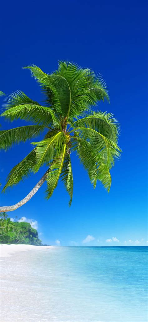Coconut Trees Beach Clouds Resolution Hd Wallpaper Pxfuel