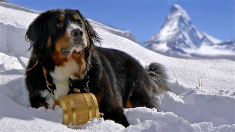 Bernese Mountain Dog Dog Lovers Youtube