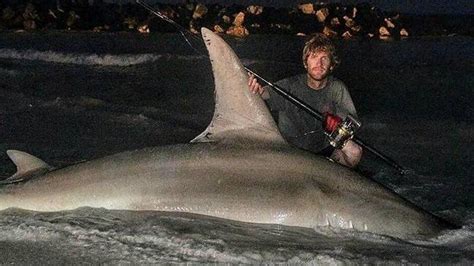 Huge Shore Caught Hammerhead Shark Beached Total Fishing
