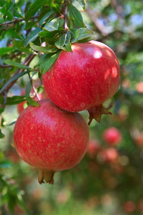 Ripe Pomegranate Fruit On Tree Branch Stock Image Image Of