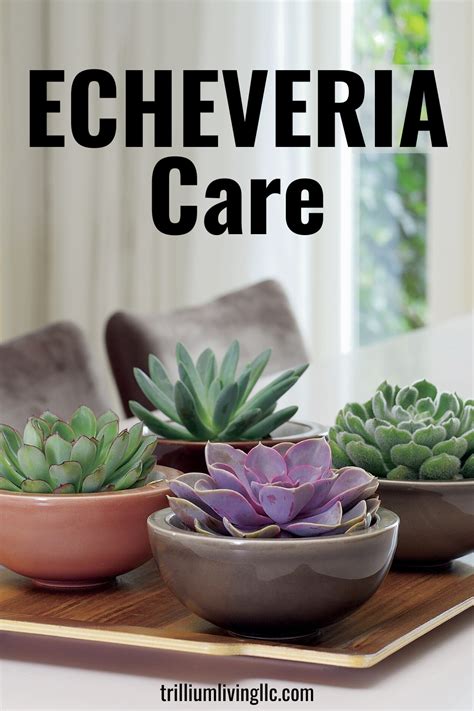 Echeveria Care How To Keep Them Beautiful And Healthy Trillium
