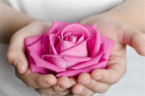 Premium Photo Beautiful Pink Rosebud In Hands