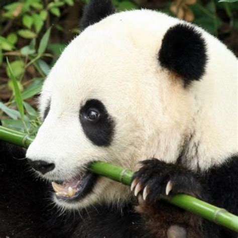 Bambus Panda Youtube