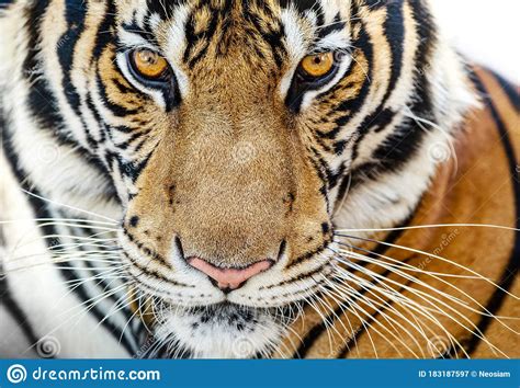 Fierce Tiger Ground Black Background A Beautiful Light Royalty Free Stock Photography