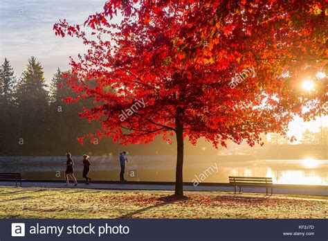 Fall Colour Morning Joggers Stanley Park Seawall Vancouver British
