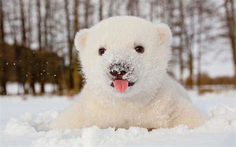 Watch Cute Polar Bear Plays In Snow For First Time Fun