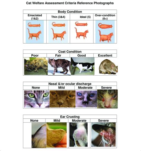 Cat Welfare Assessment Criteria Reference Photographs Download