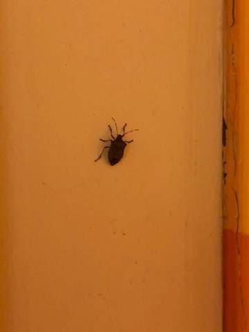 Um wanzen in der wohnung erfolgreich zu bekämpfen ist wichtig zu wissen, um welche art es sich handelt. Insekten im Winter in der Wohnung? (Tiere)