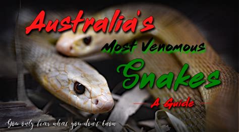Venomous Snakes Of Australia