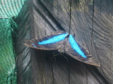 MusÉe Le Planeur Bleu A Cacao En Guyane FranÇaise Btk