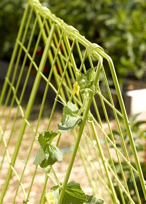 Cucumber Trellis Keep Cucumber And Zucchini Vines Off The Ground