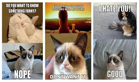 720p Quote Humor Cat Meme Funny Grumpy Hd Wallpaper