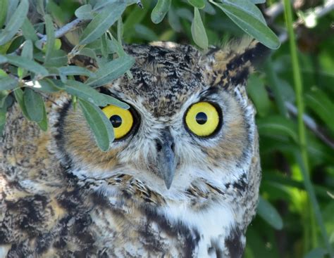 Great Horned Owl On Seedskadee National Wildlife Refuge Flickr