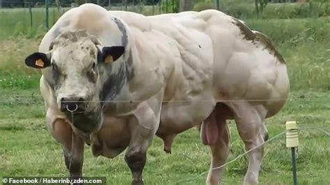 Video Of Giant Bull With Double Muscling Genetic Mutation Sparks Outrage Daily Mail Online