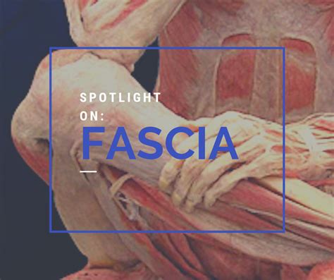 What Is Fascia — Equilibrium