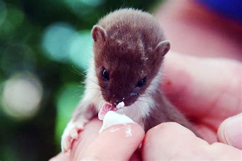 Baby Weasel Survives Four Days In Falcon Nest Before Escaping Daily Star