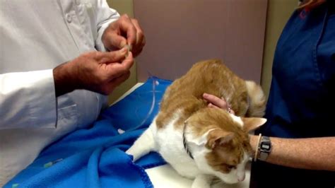 How To Give Subcutaneous Fluids To Your Cat Youtube