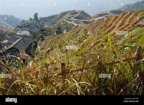 China Guangxi Ping An Village Dragon Backbone Rice Terraces Elevated View With Terraces And