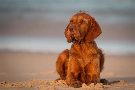 We did not find results for: Magyar Vizsla Steckbrief | Charakter, Pflege & Haltung