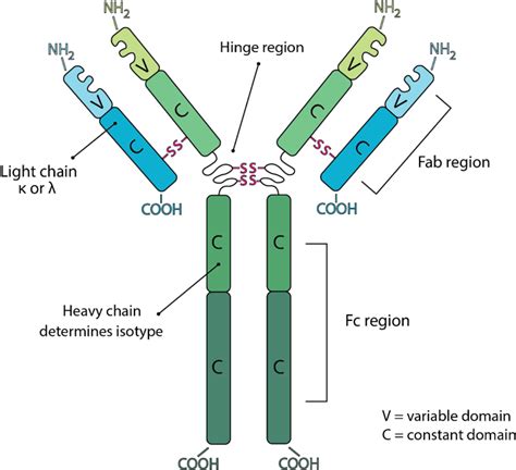 Guide To The Structure And Classification Of Antibodies Constant