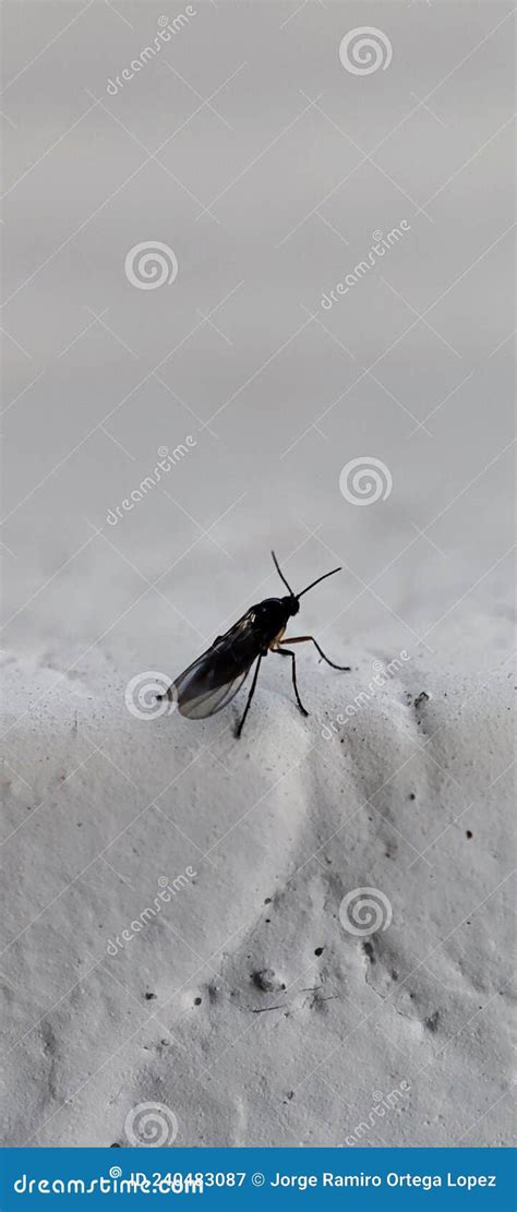 Dark Winged Fungus Gnat Stock Image Image Of Gnat Black 240483087