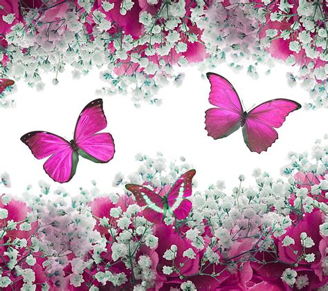 1170x2532px 1080p Free Download Pink Butterflies Animal Butterfly