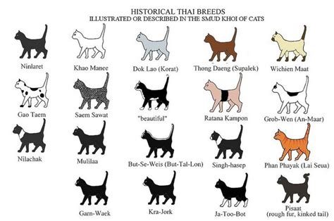 The variations among cat coats are physical properties and should not be confused with cat breeds. Historical Thai Breeds Chart | Cat colors, Cat drawing ...