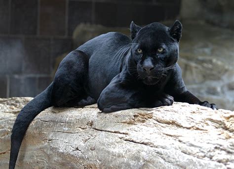 10 Incredible Melanistic All Black Animals Twistedsifter
