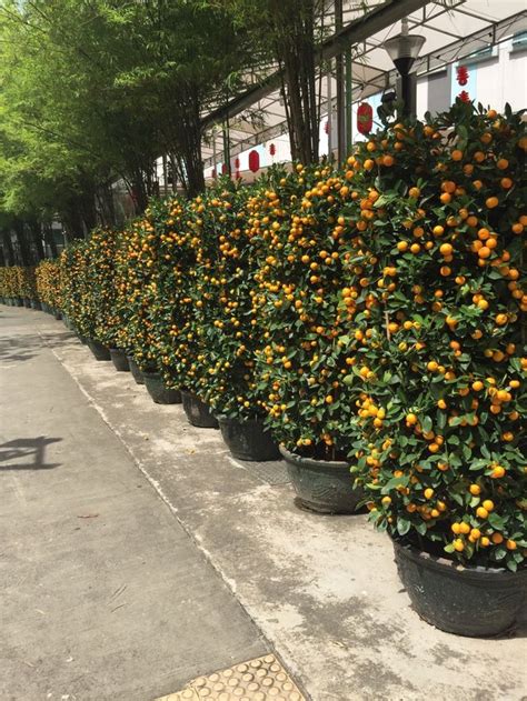 Calamondin Orange Trees Acquaintance — Steemit