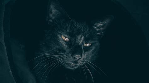 Wallpapers in ultra hd 4k 3840x2160, 1920x1080 high definition resolutions. Download wallpaper 3840x2160 cat, black, muzzle, look ...