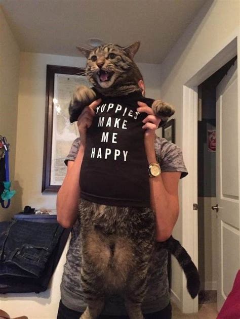 30 Funny Cat Pictures Funnyfoto