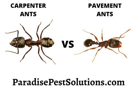 Carpenter Ants Vs Pavement Ants