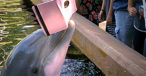 Seaworld Dolphin Steals Visitors Ipad The Dodo