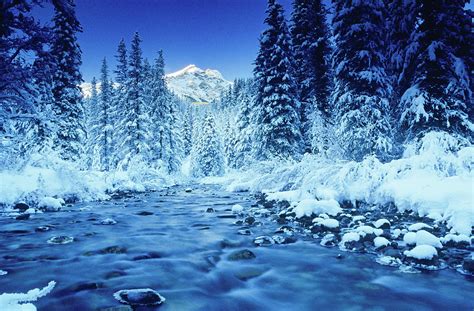 Mountain Stream And Forest In Winter Banff National Park Alberta