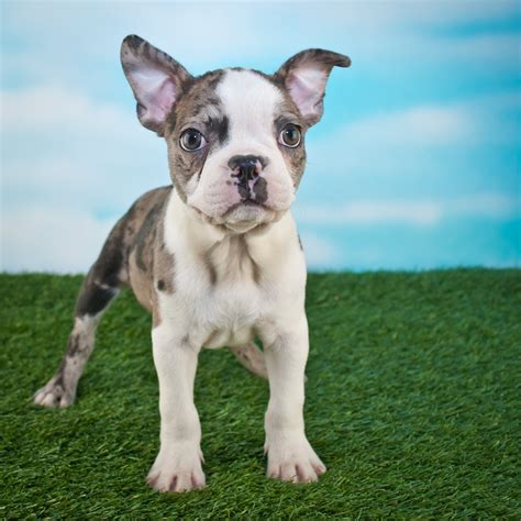 It's gonna be up to, perhaps, politicians. Frenchton Puppies For Sale | Available in Phoenix & Tucson AZ