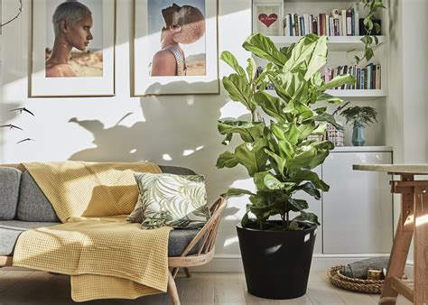 Health Benefits Of Plants In The Office And Bedroom Patch