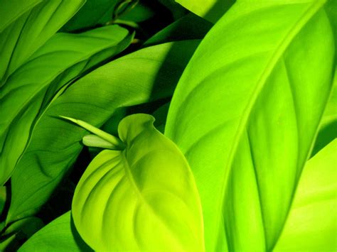 Real Green Leaves Free Photo Download Freeimages