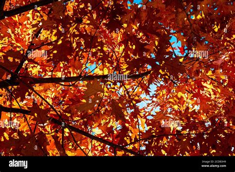 Maple Tree Acer Spec In Late Autumn Stock Photo Alamy