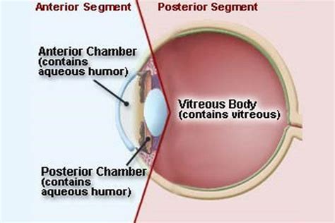 Anterior And Posterior Chambers Of Eye Anatomy Of The Anterior Chamber