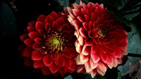 Photo Red Two Dahlias Flowers Closeup 2560x1440