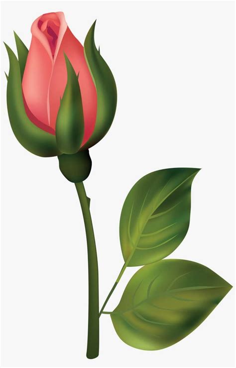 Download White Rose Clipart Rosebud Flower Bud Art Transparent Png